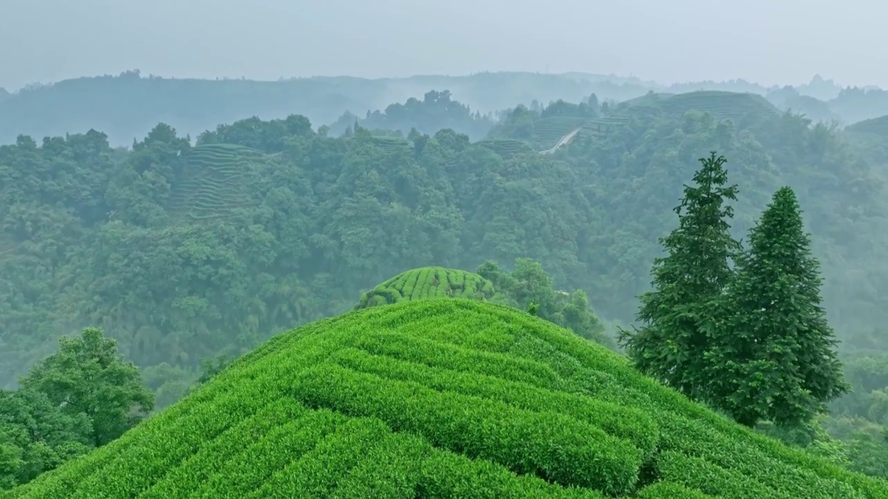 无人机航拍高视角雨雾朦胧中四川雅安蒙顶山竹叶青优质有机生态茶园 大地指纹视频素材