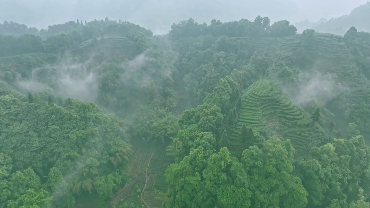 无人机航拍高视角雨雾朦胧中四川雅安蒙顶山竹叶青优质有机生态茶园 大地指纹视频下载