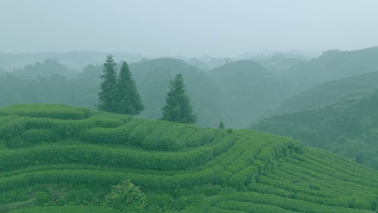 无人机航拍高视角雨雾朦胧中四川雅安蒙顶山竹叶青优质有机生态茶园 大地指纹视频素材