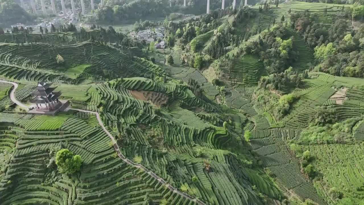 无人机高视角航拍 四川雅安名山蒙顶山竹叶青优质有机生态茶园视频下载