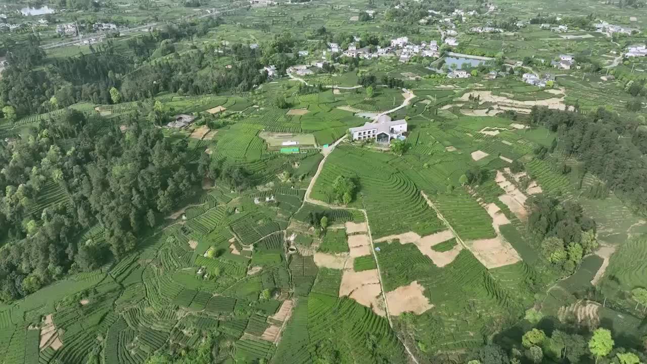 无人机高视角航拍 四川雅安名山蒙顶山竹叶青优质有机生态茶园视频下载