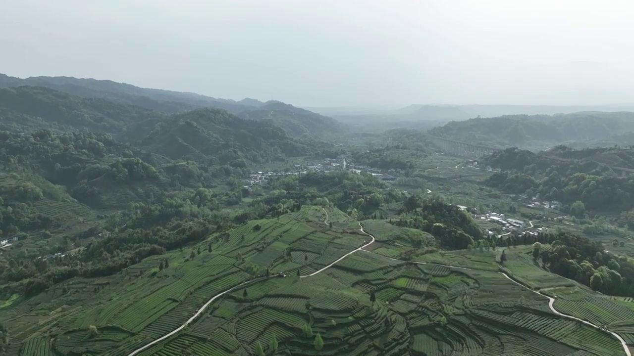 无人机高视角航拍 四川雅安名山蒙顶山竹叶青优质有机生态茶园视频下载