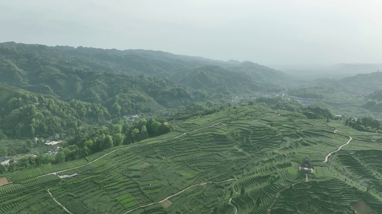 无人机高视角航拍 四川雅安名山蒙顶山竹叶青优质有机生态茶园视频下载