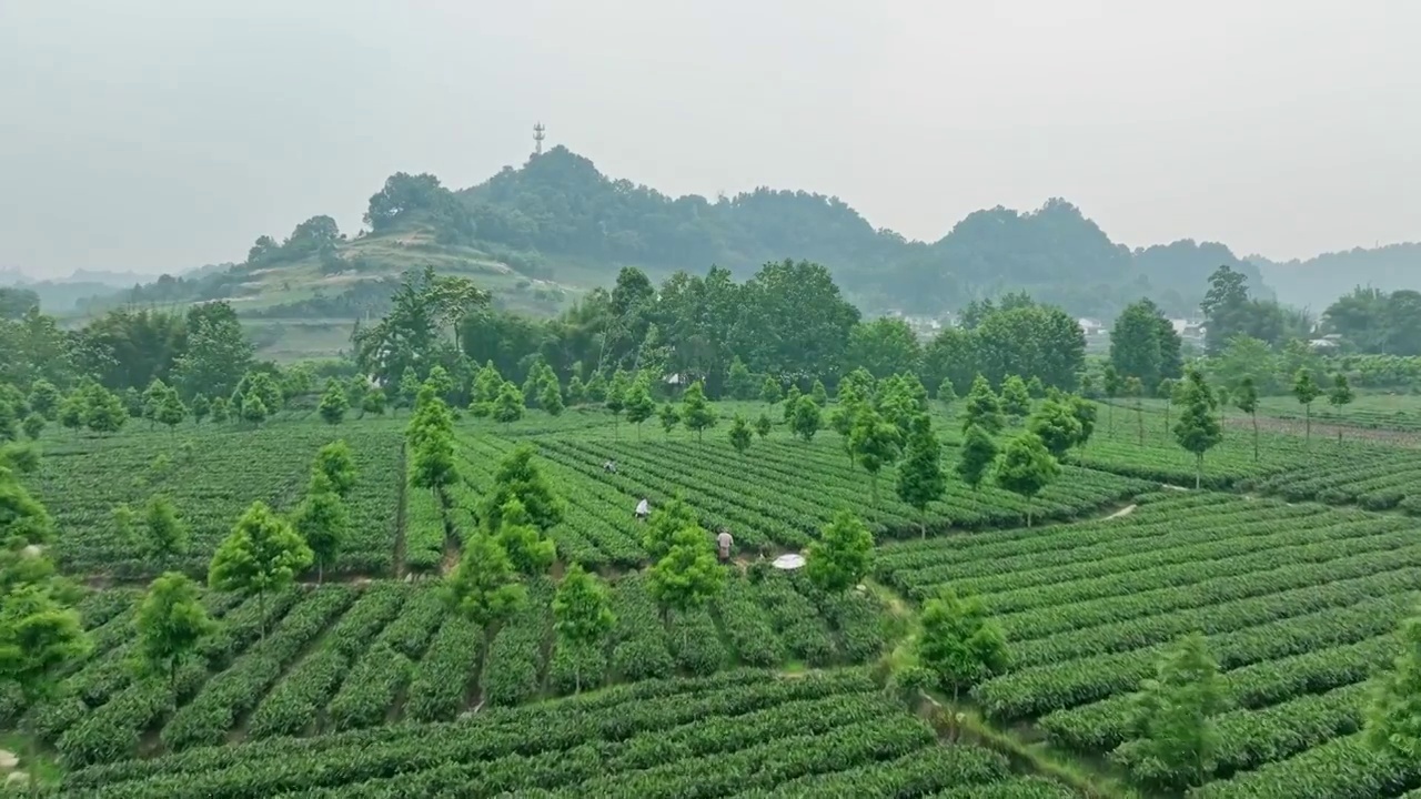 无人机高视角航拍 四川雅安名山蒙顶山竹叶青优质有机生态茶园 明前茶视频下载