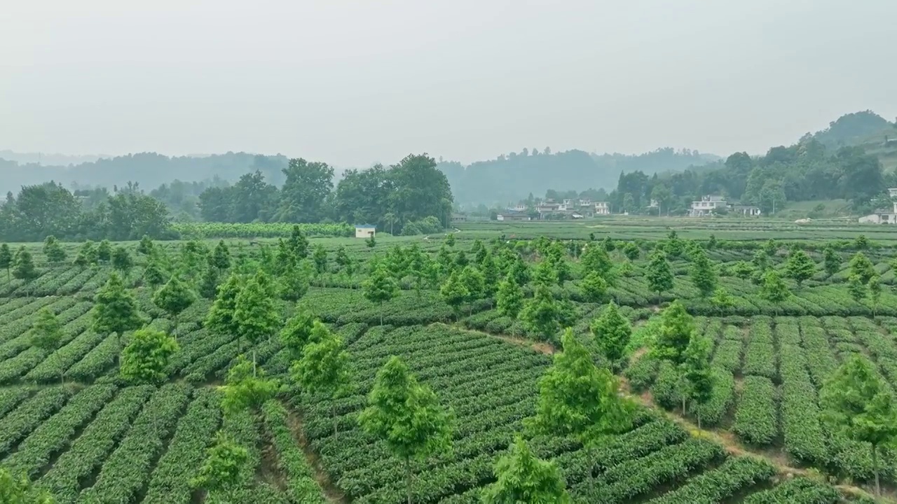 无人机高视角航拍 四川雅安名山蒙顶山竹叶青优质有机生态茶园 明前茶视频下载