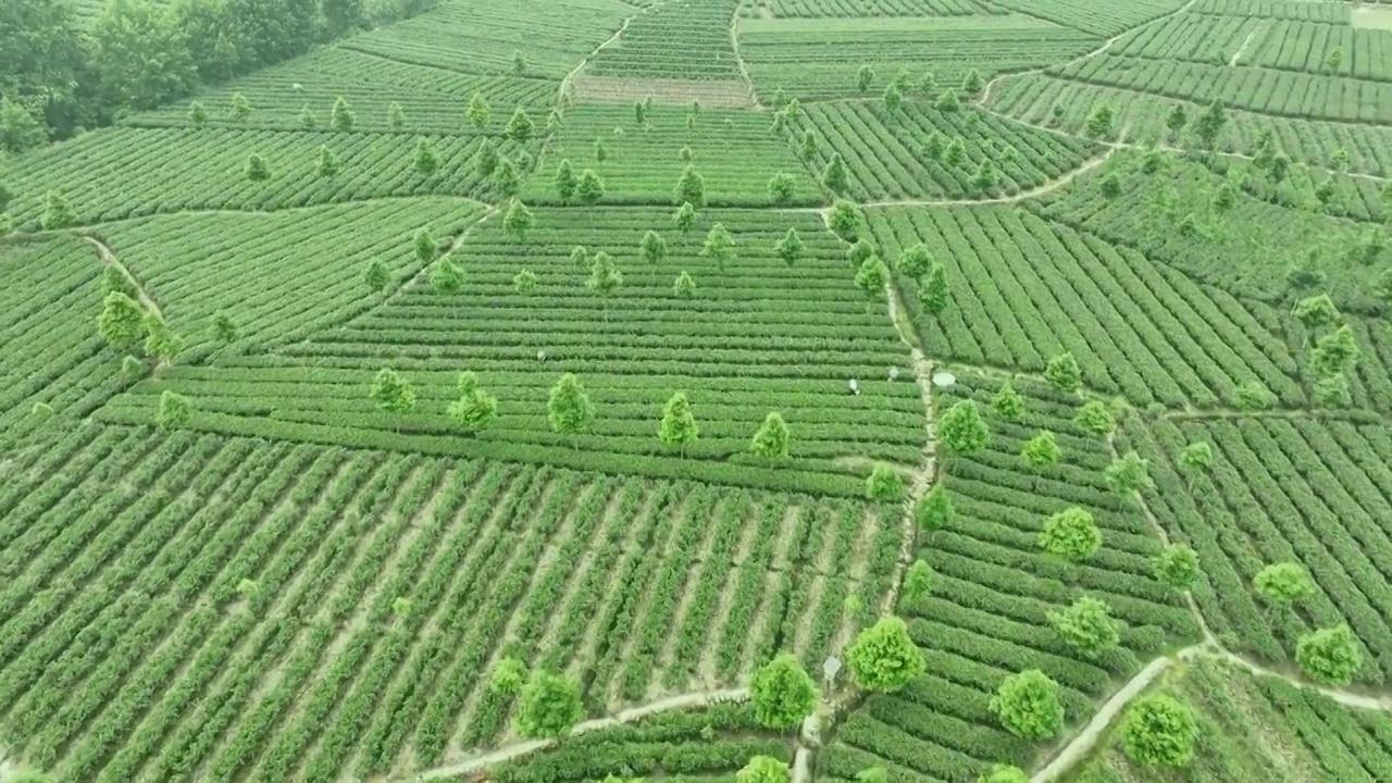 无人机高视角航拍 四川雅安名山蒙顶山竹叶青优质有机生态茶园 明前茶视频下载