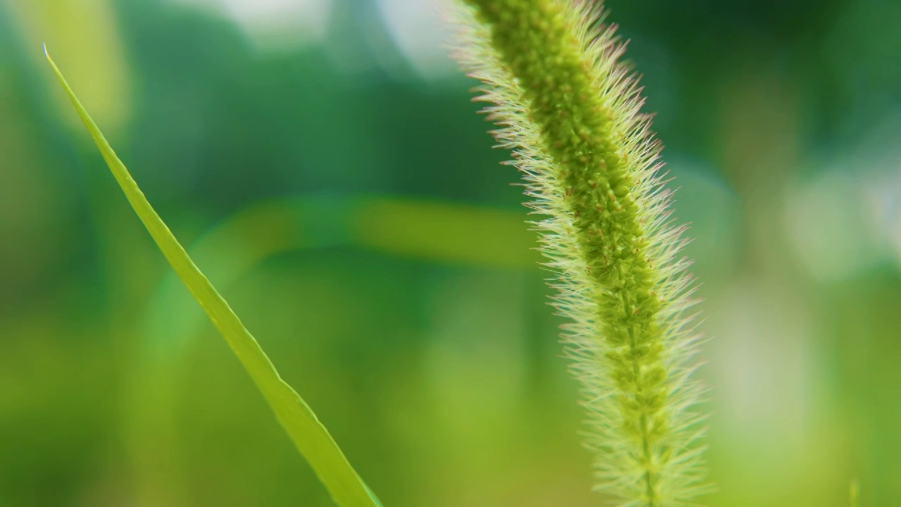 绿色植物视频素材