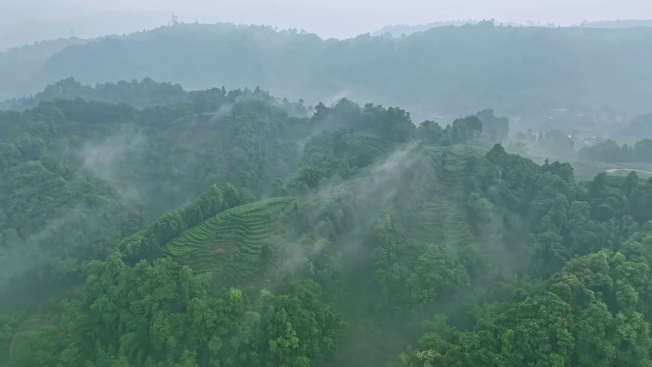 无人机航拍高视角雨雾朦胧中四川雅安蒙顶山竹叶青优质有机生态茶园 指纹茶山 明前茶视频素材