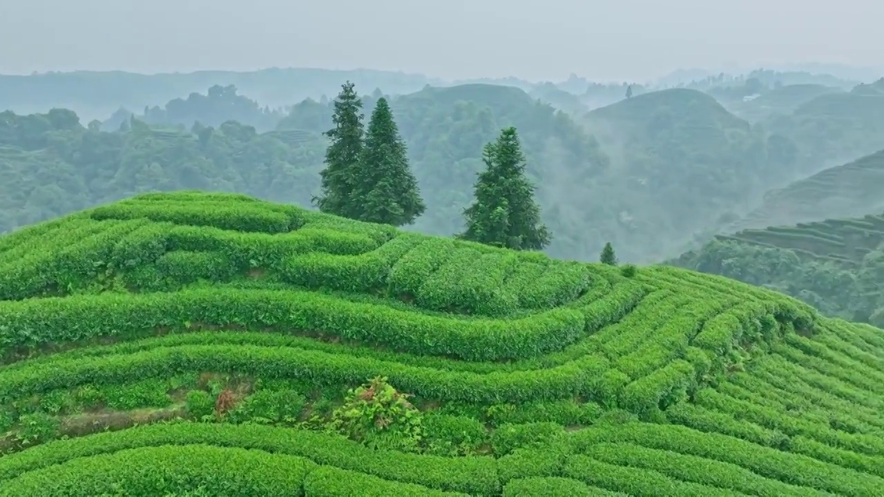 无人机航拍高视角雨雾朦胧中四川雅安蒙顶山竹叶青优质有机生态茶园 指纹茶山 明前茶视频下载