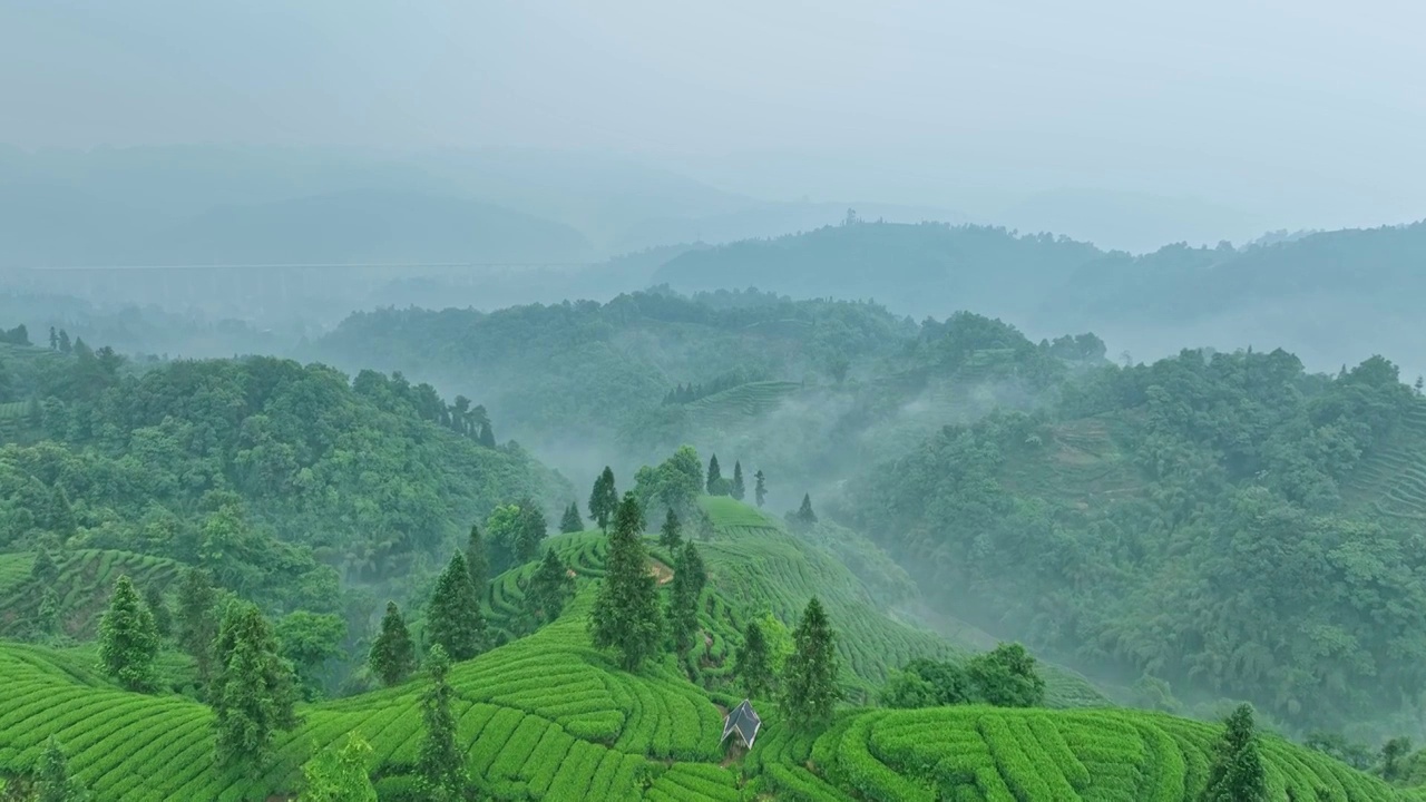 无人机航拍高视角雨雾朦胧中四川雅安蒙顶山竹叶青优质有机生态茶园 指纹茶山 明前茶视频下载