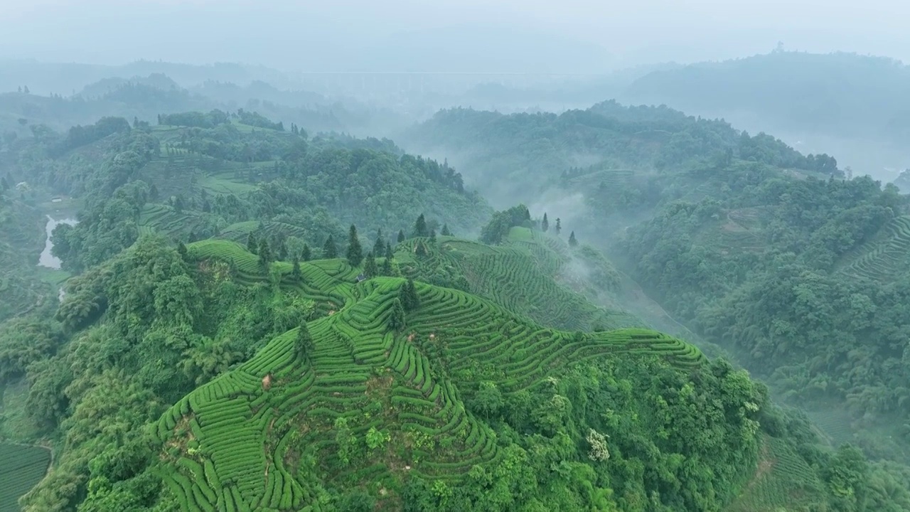 无人机航拍高视角雨雾朦胧中四川雅安蒙顶山竹叶青优质有机生态茶园 指纹茶山 明前茶视频素材