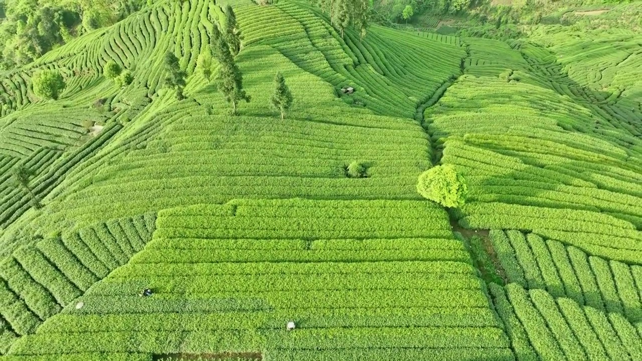 无人机高视角航拍四川雅安蒙顶山名山竹叶青优质有机生态茶园 明前茶视频下载