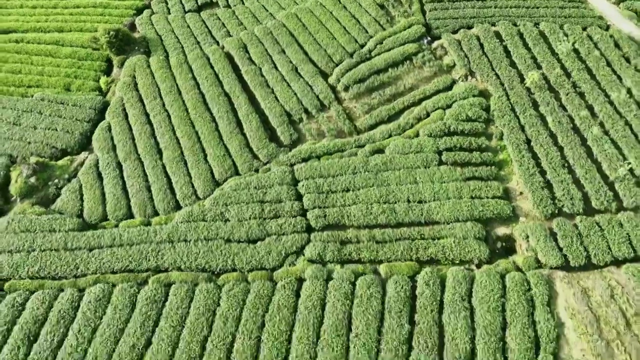 无人机高视角航拍四川雅安蒙顶山名山竹叶青优质有机生态茶园 明前茶视频素材