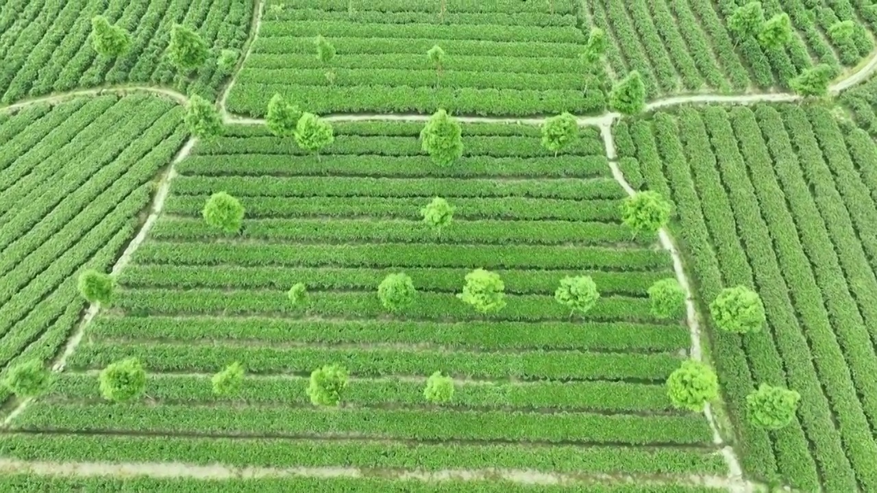 无人机高视角航拍 四川雅安名山蒙顶山竹叶青优质有机生态茶园 明前茶视频下载