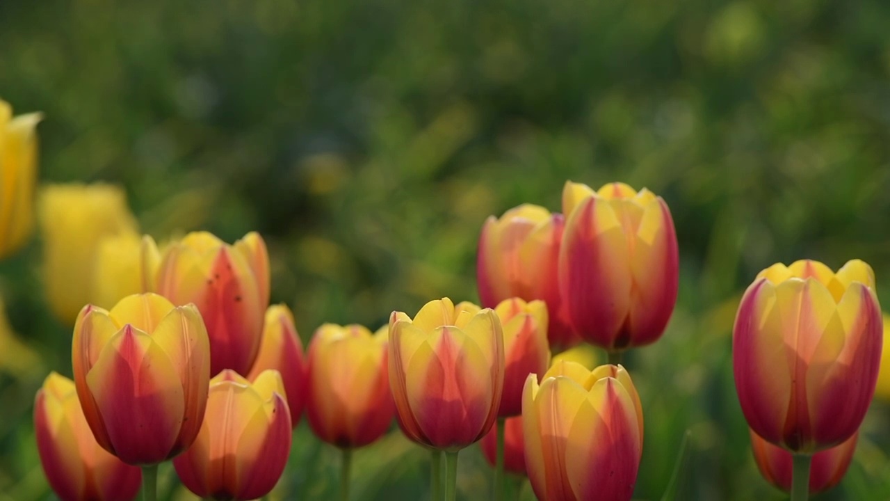 郁金香花视频素材