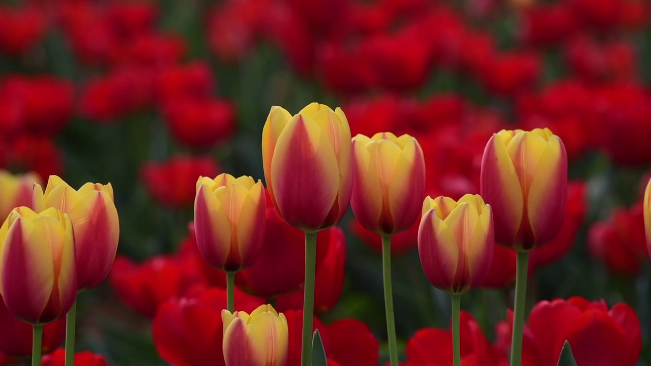 郁金香花视频素材