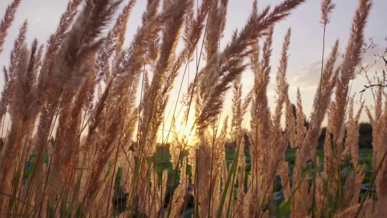 唯美夕阳下的芦苇花视频素材