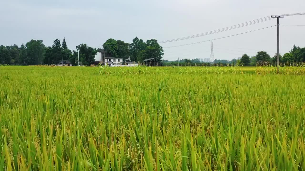 航拍农村乡村农业景观稻田稻谷成熟景象视频素材