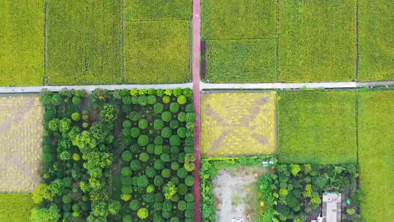 航拍农村乡村农业景观稻田稻谷成熟景象视频素材