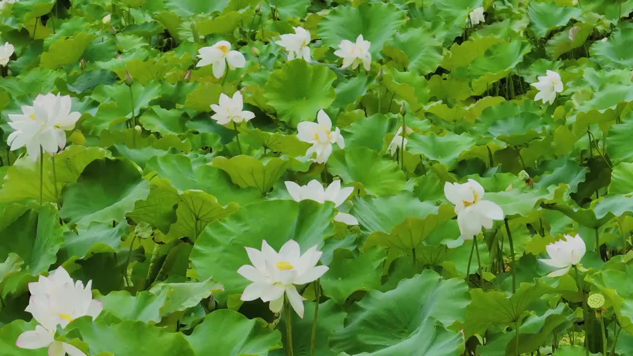 白色荷花池航拍特写莲叶荷塘绿色莲藕朵夏荷视频素材