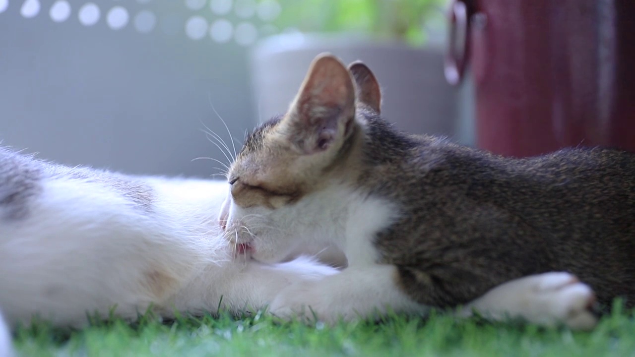 小猫咪吃奶视频素材