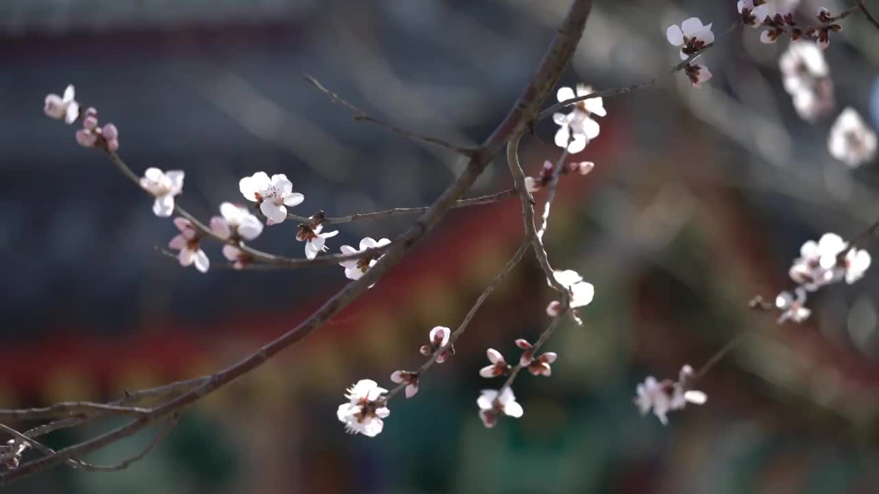 颐和园春色视频素材