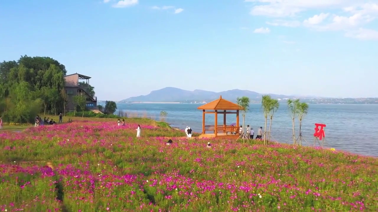 航拍河南省洛阳市嵩县陆浑水库风景区湖畔花海视频素材