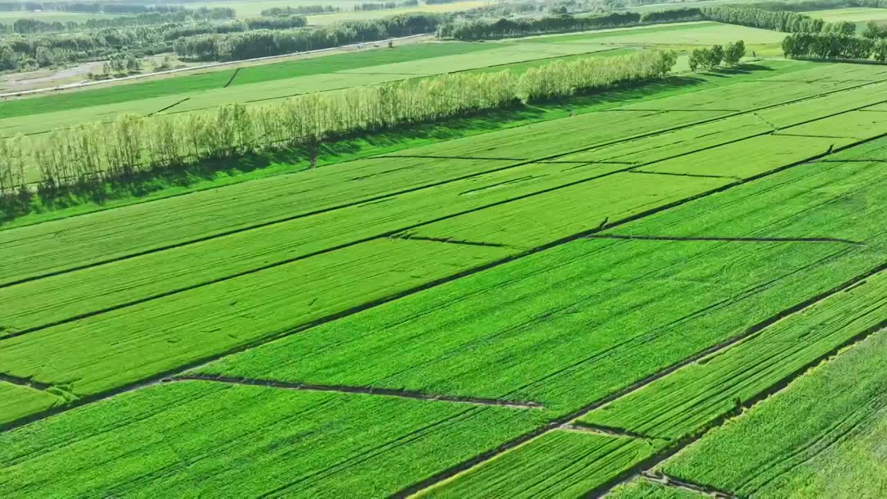 航拍农田农场麦田农作物视频素材