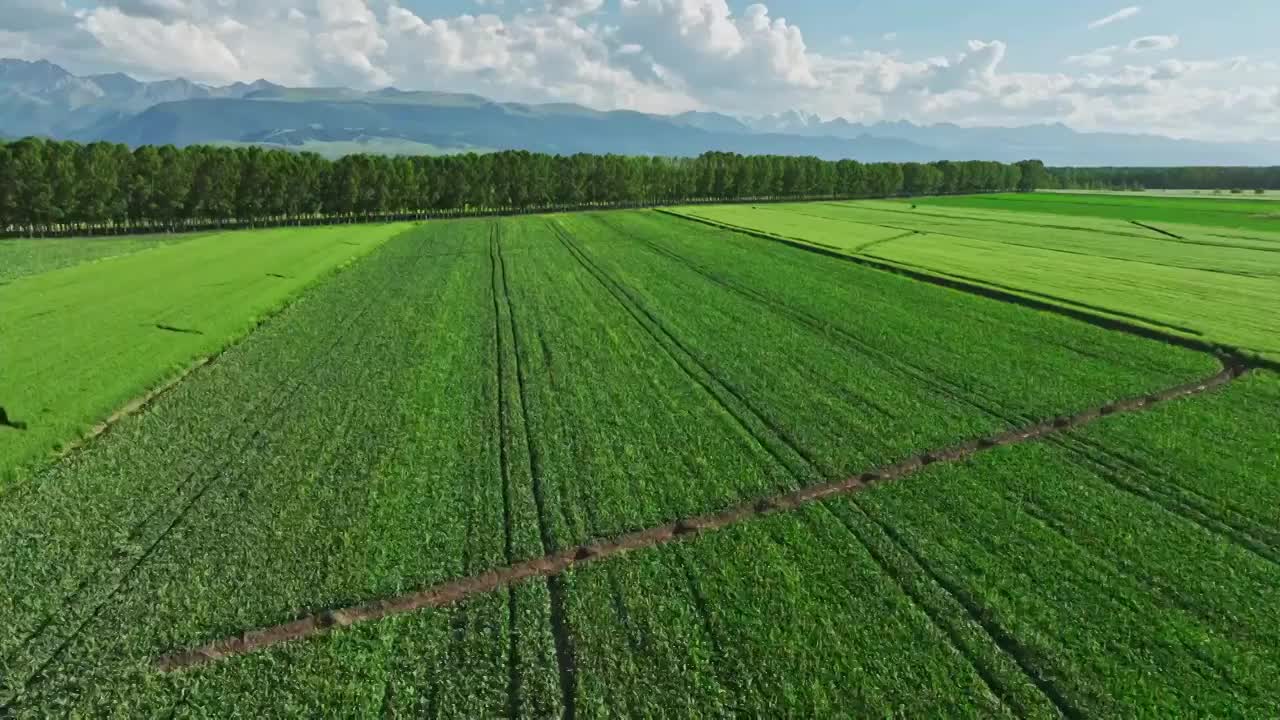 航拍农田农场麦田农作物视频素材