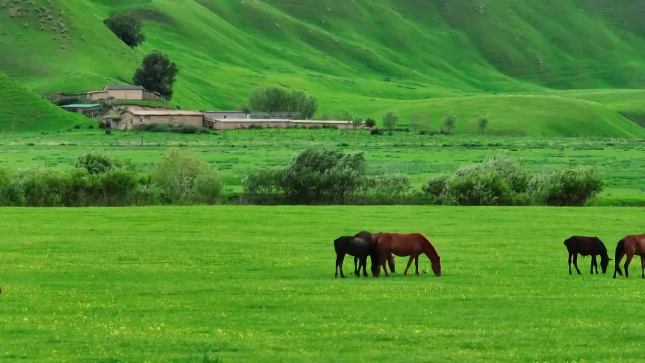 草原上的骏马视频素材