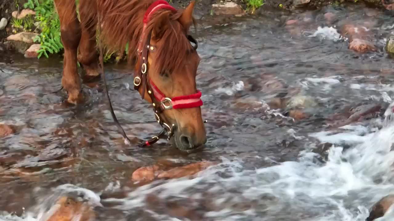 草原上的骏马视频素材