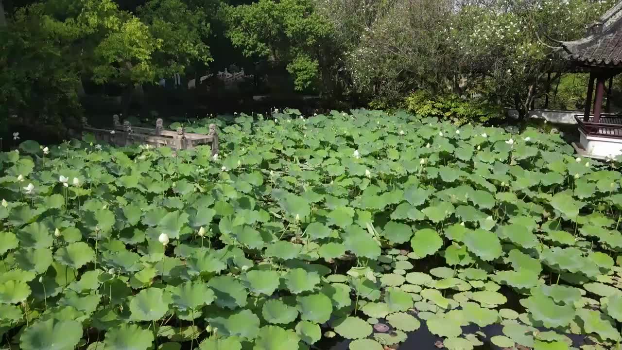 荷花园荷花荷叶空镜古典园林4K航拍原素材视频素材