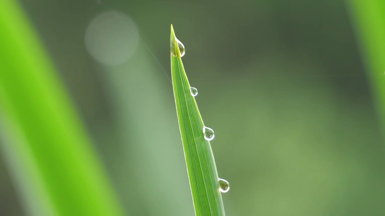 清晨绿草露珠视频素材