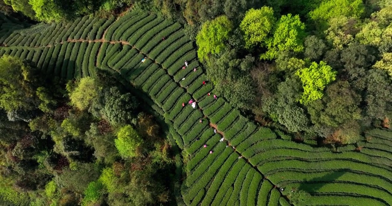 春茶采摘茶园航拍茶山风景视频素材