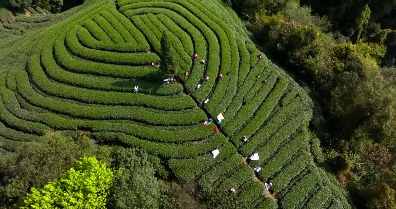 春茶采摘茶园航拍茶山风景视频素材