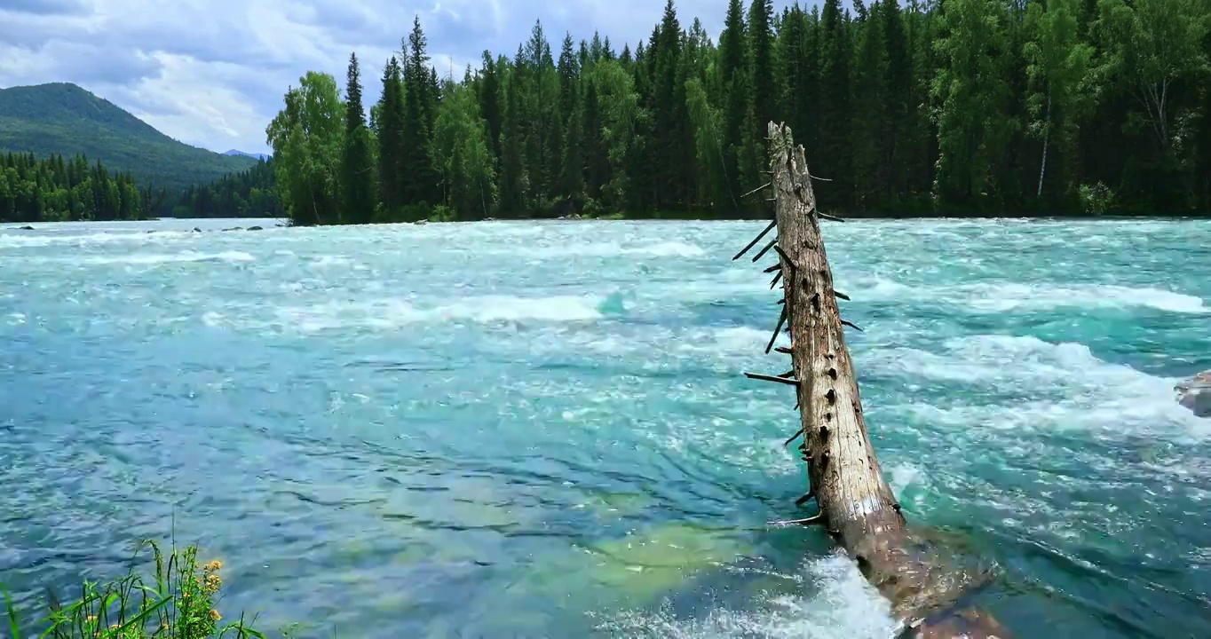 中国新疆喀纳斯风景区清澈的河水和绿色的森林景观视频素材