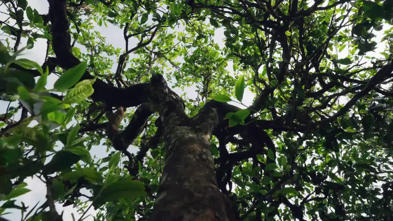 普洱古树，古茶树，高杆古树，古树茶视频素材