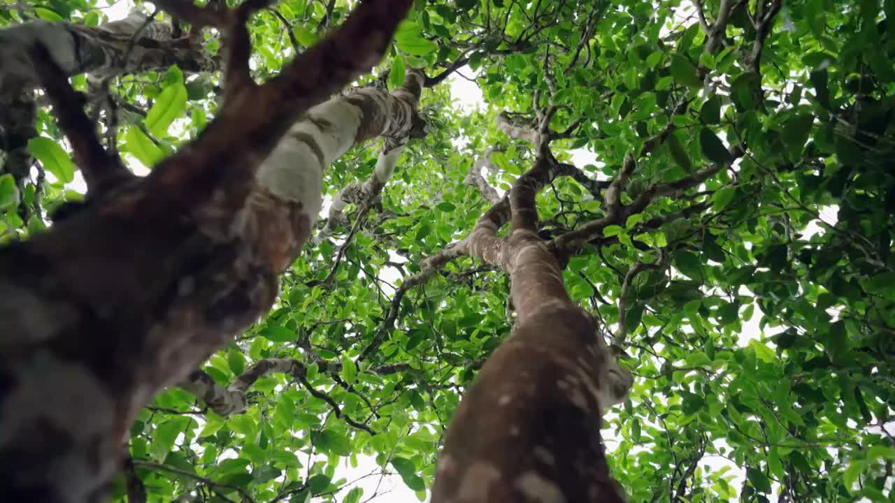 普洱古树，古茶树，高杆古树，古树茶视频素材