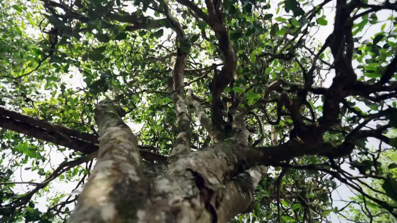 普洱古树，古茶树，高杆古树，古树茶视频素材