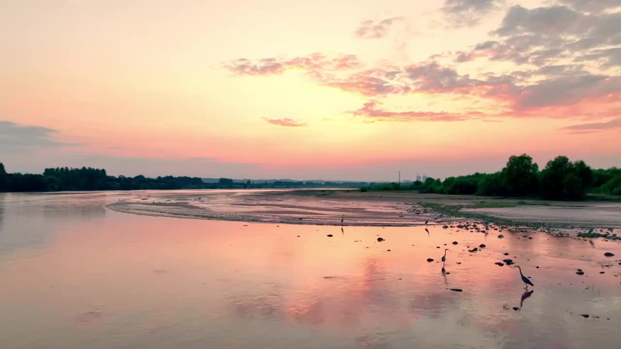 河南洛阳黄河湿地公园鸟航拍视频素材