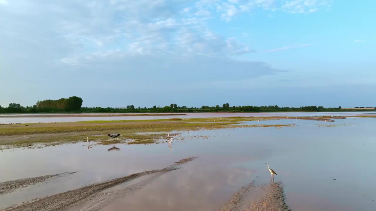 河南洛阳黄河湿地公园鸟航拍视频下载