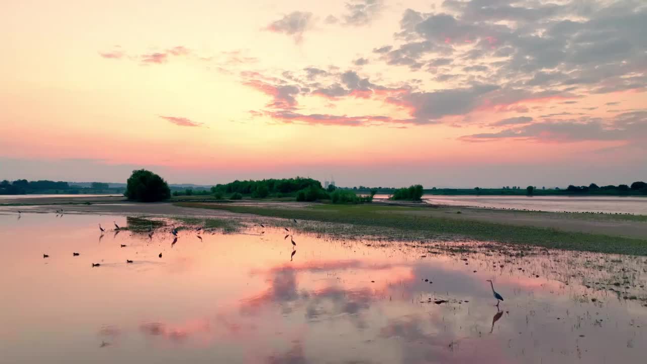 河南洛阳黄河湿地公园鸟航拍视频素材