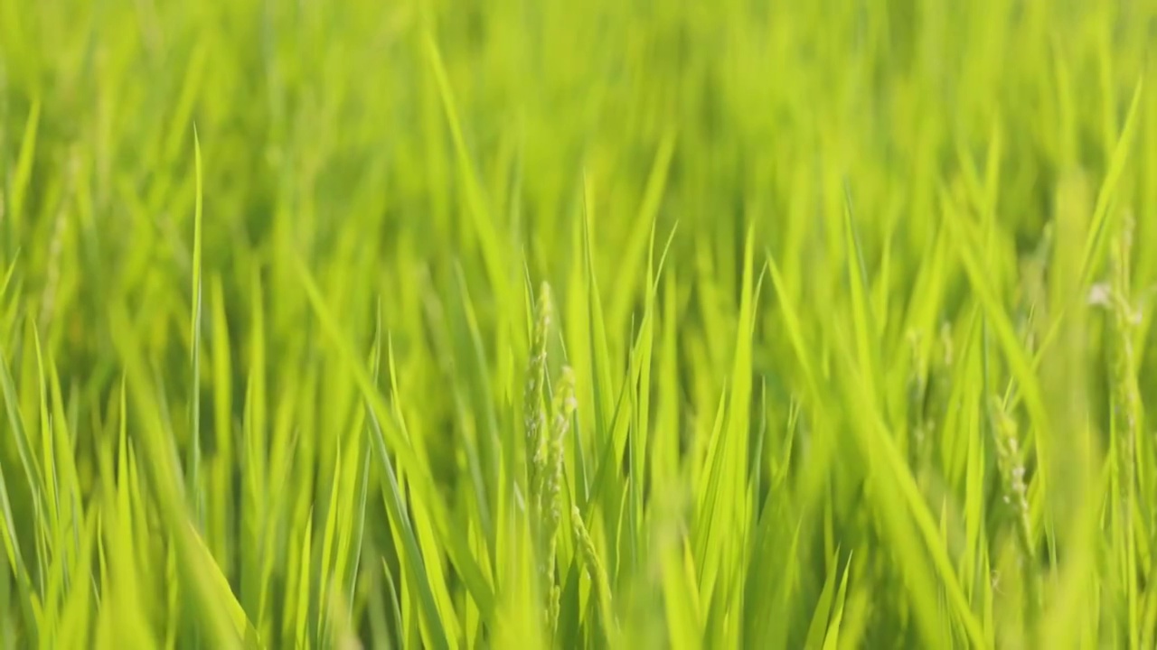 夏天的水稻视频素材