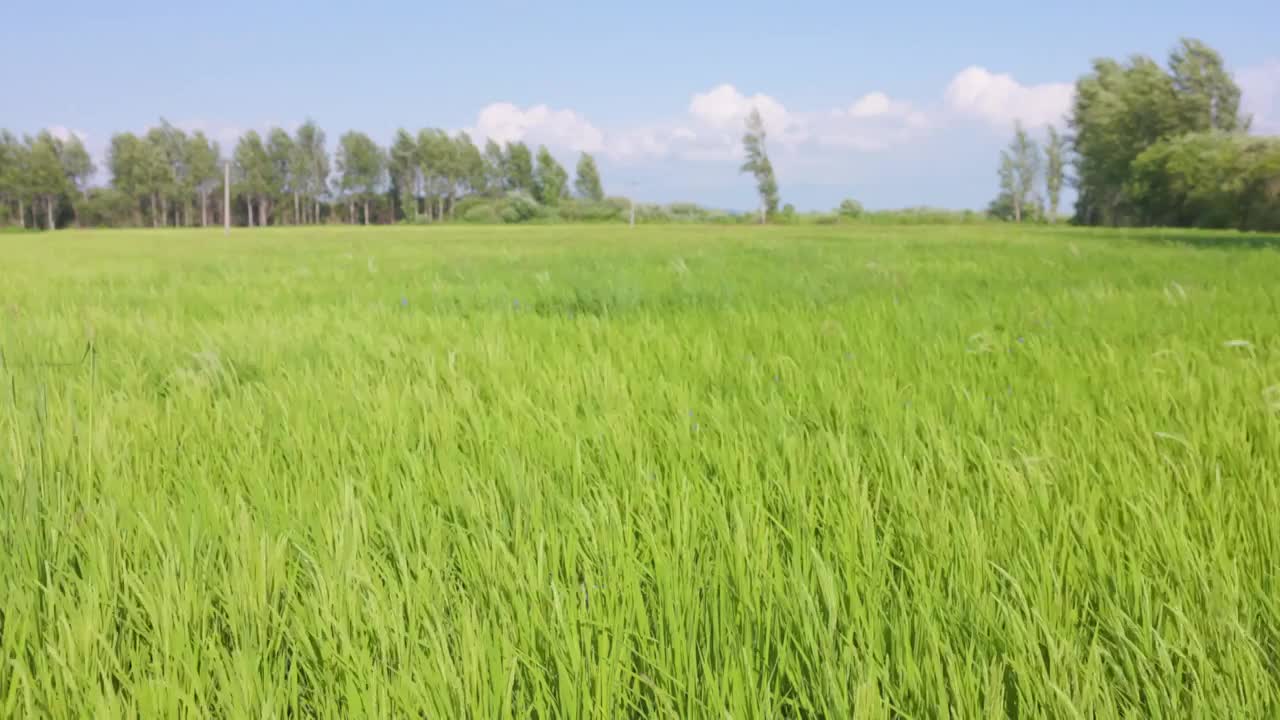 夏天的水稻视频素材