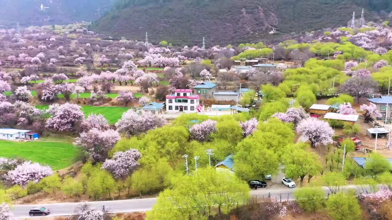 航拍西藏林芝桃花文化旅游节视频素材