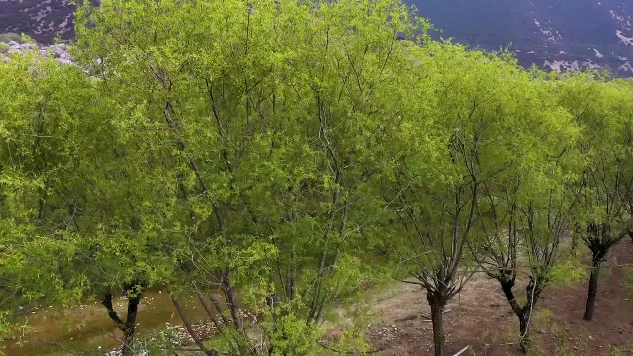 航拍西藏林芝桃花文化旅游节视频素材