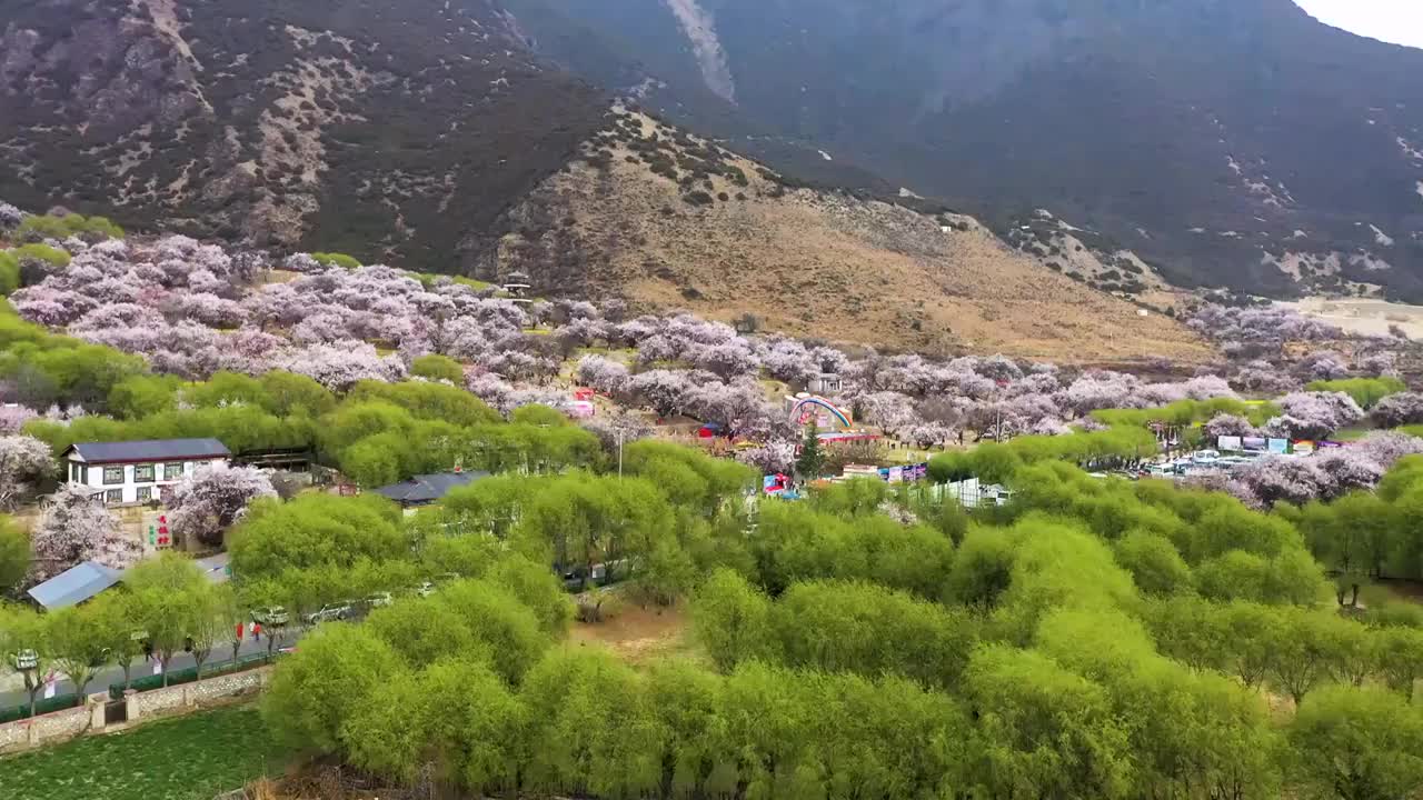 航拍西藏林芝桃花文化旅游节视频素材