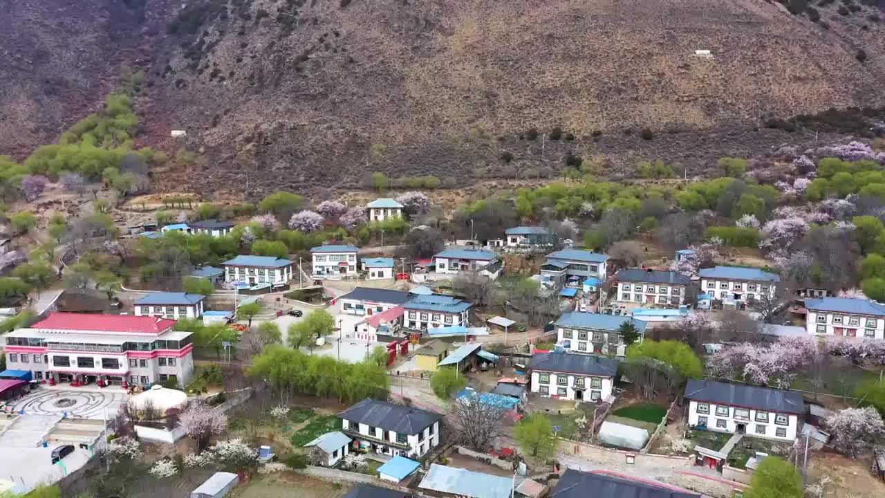 航拍西藏林芝桃花文化旅游节视频素材