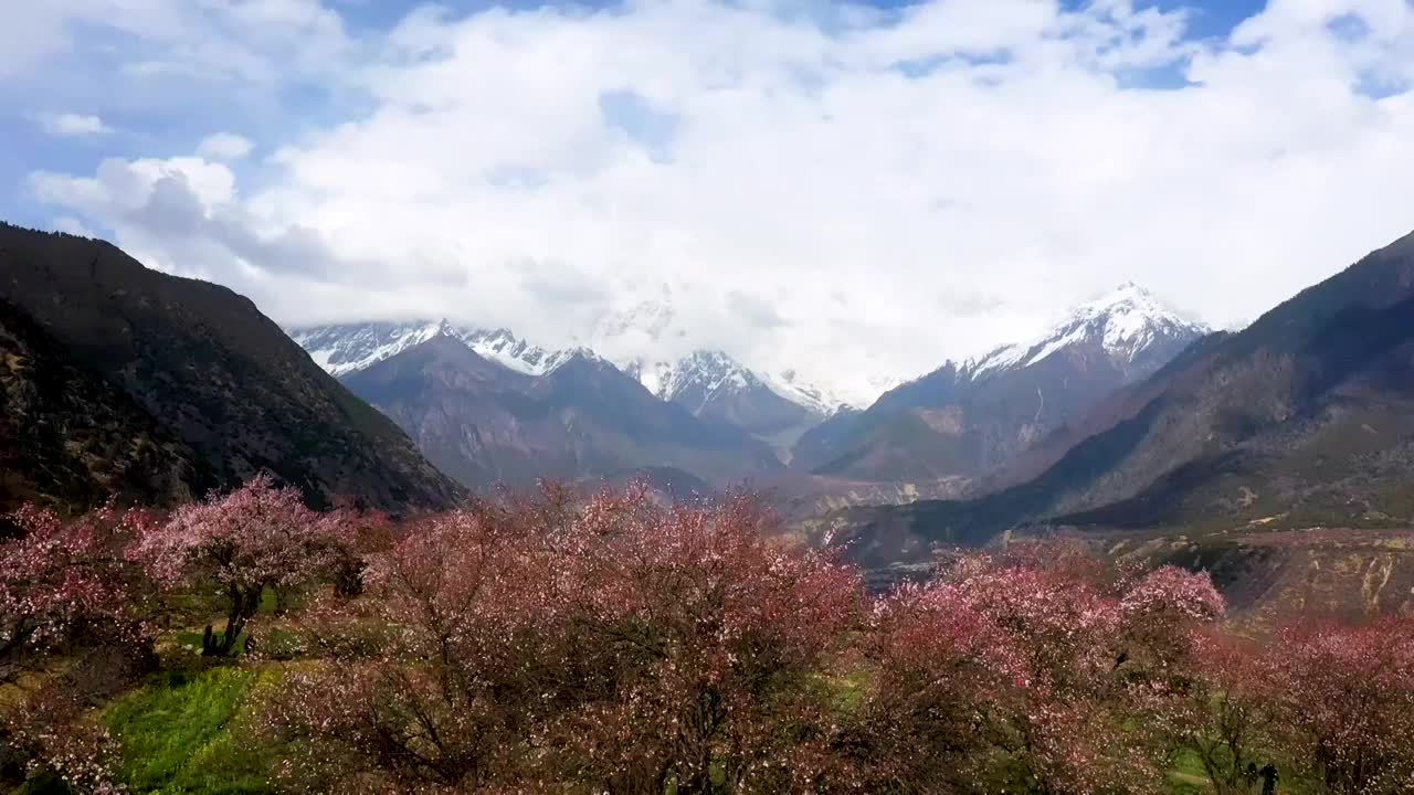 航拍西藏林芝桃花文化旅游节视频素材