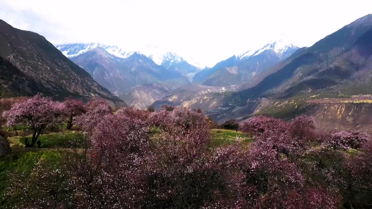 航拍西藏林芝桃花文化旅游节视频素材